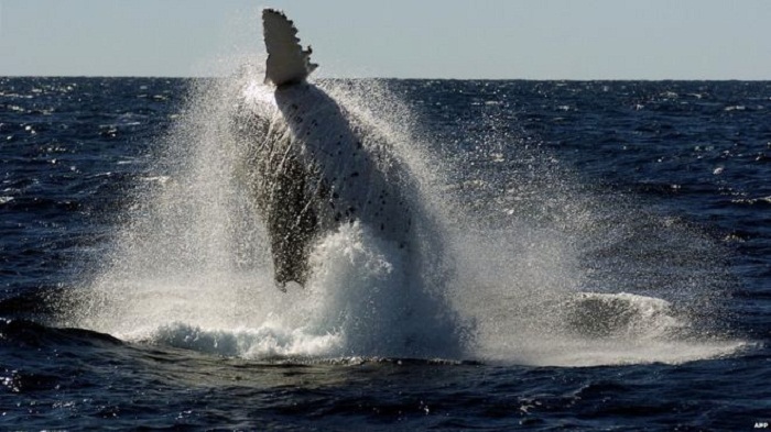 Australia threatens legal action against Japanese whaling